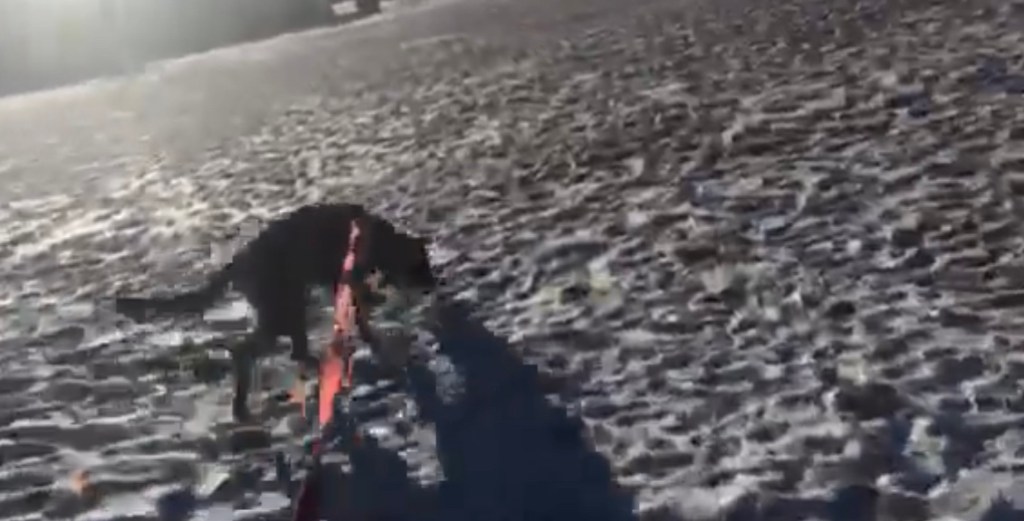 Winter tracking at its&nbsp;best!