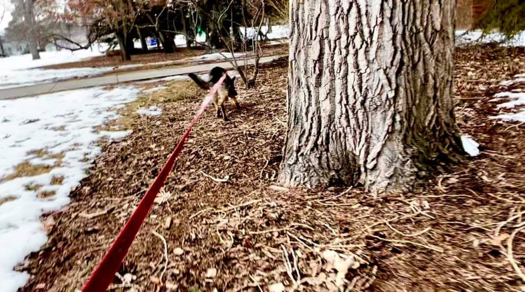 Integrating Trailing & Tracking (c) for Success in Both Disciplines! Watch for it in&nbsp;2026!